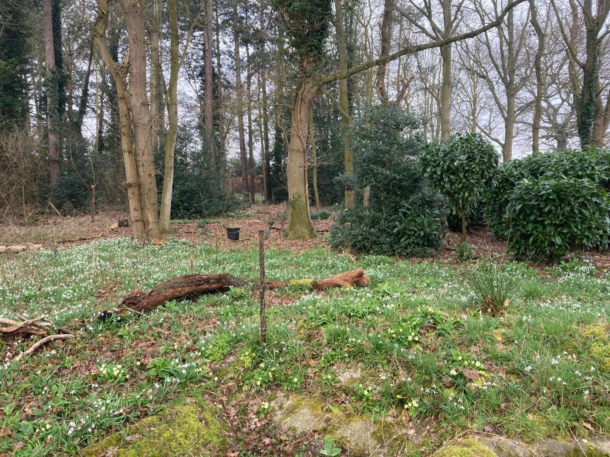 Woodland Retreat, Market Lane, Blundeston, Lowestoft Екстериор снимка